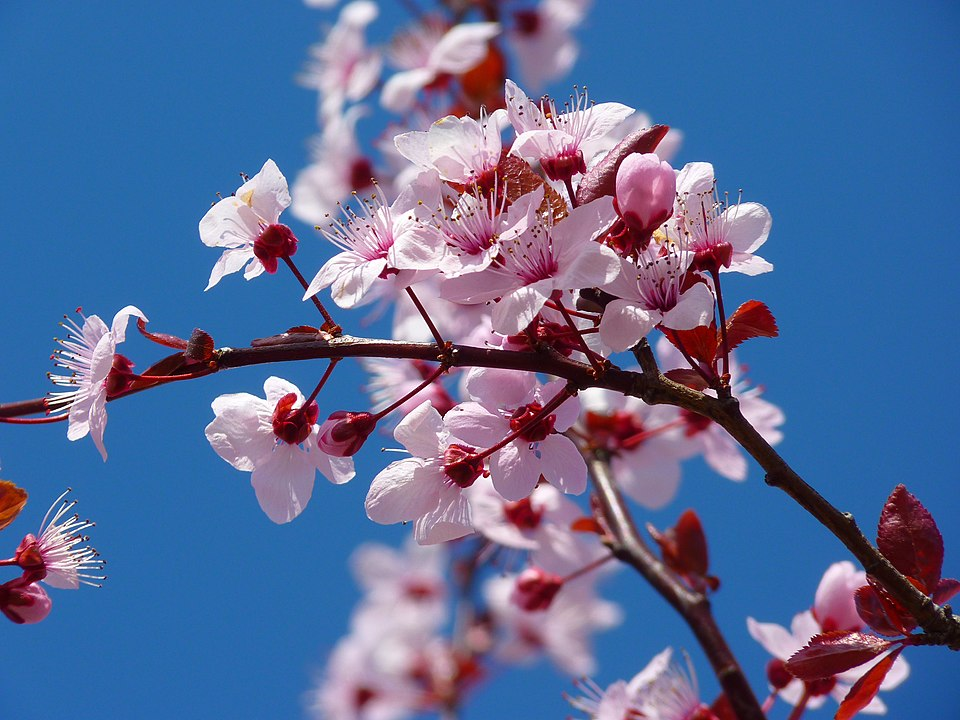 cherry flowers!