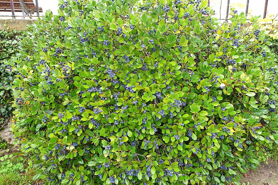 plants!